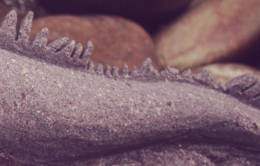 Sandstein leguan